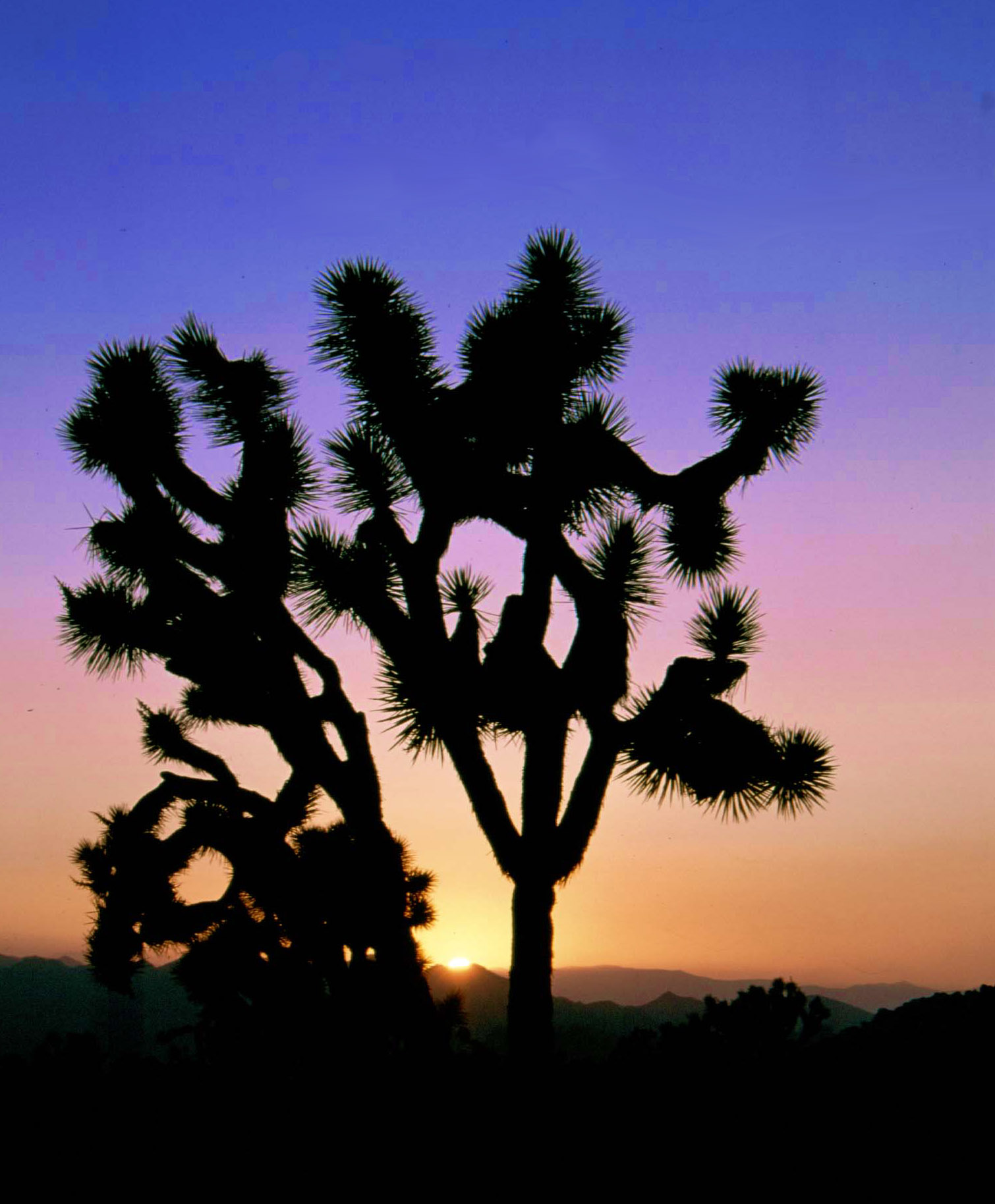 Uncover the Hidden Gems of Joshua Tree National Park