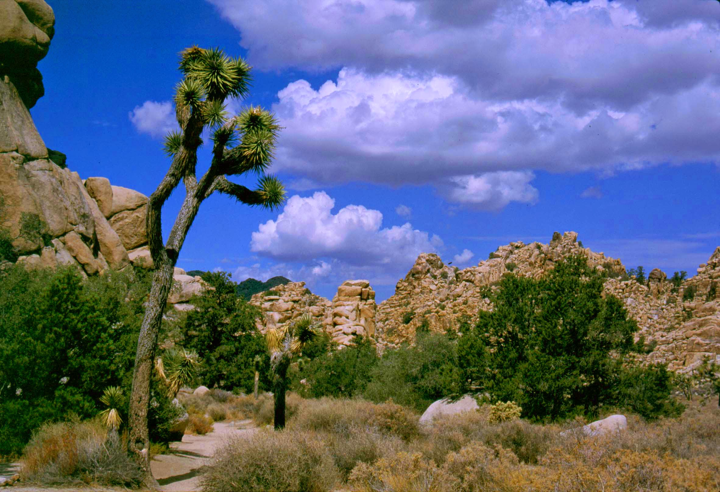 joshua tree van tour