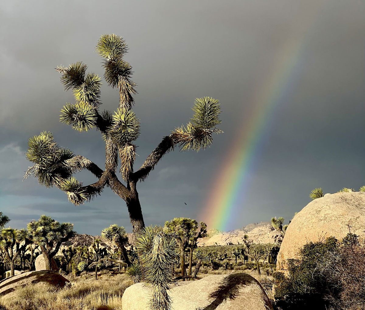 joshua tree van tour